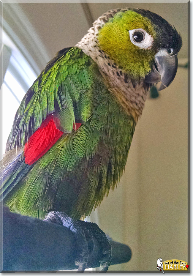Harley the Black Capped Conure, the Pets of the Day