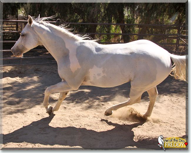 Freddy the American Paint Horse, the Pet of the Day