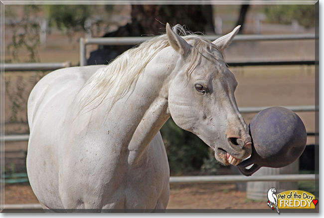 Freddy the American Paint Horse, the Pets of the Day