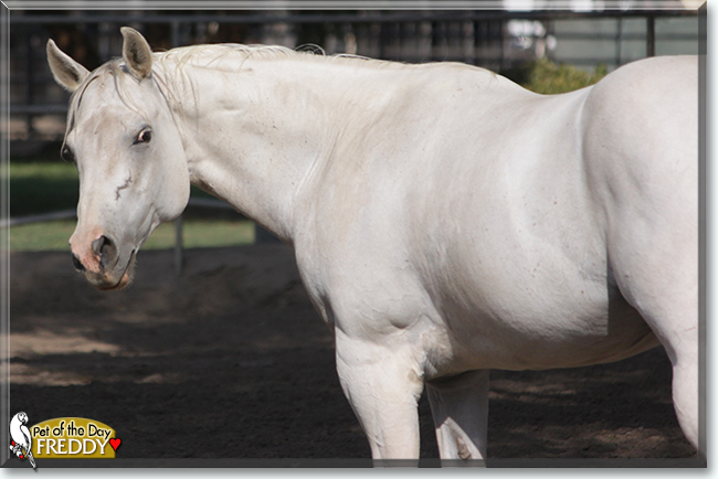Freddy the American Paint Horse, the Pets of the Day