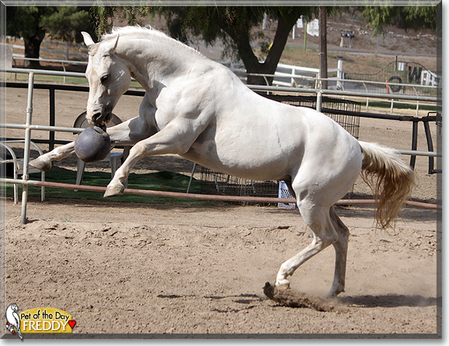 Freddy the American Paint Horse, the Pets of the Day