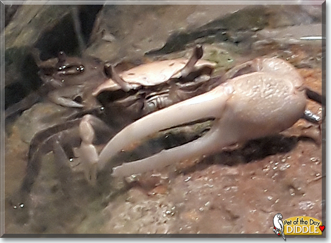 Diddle the Fiddler Crab, the Pet of the Day