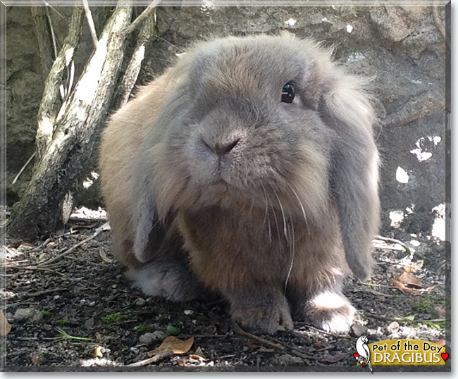 Dragibus the Lop Rabbit, the Pets of the Day