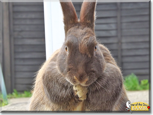 Bambi the Chocolate Otter Rabbit, the Pets of the Day