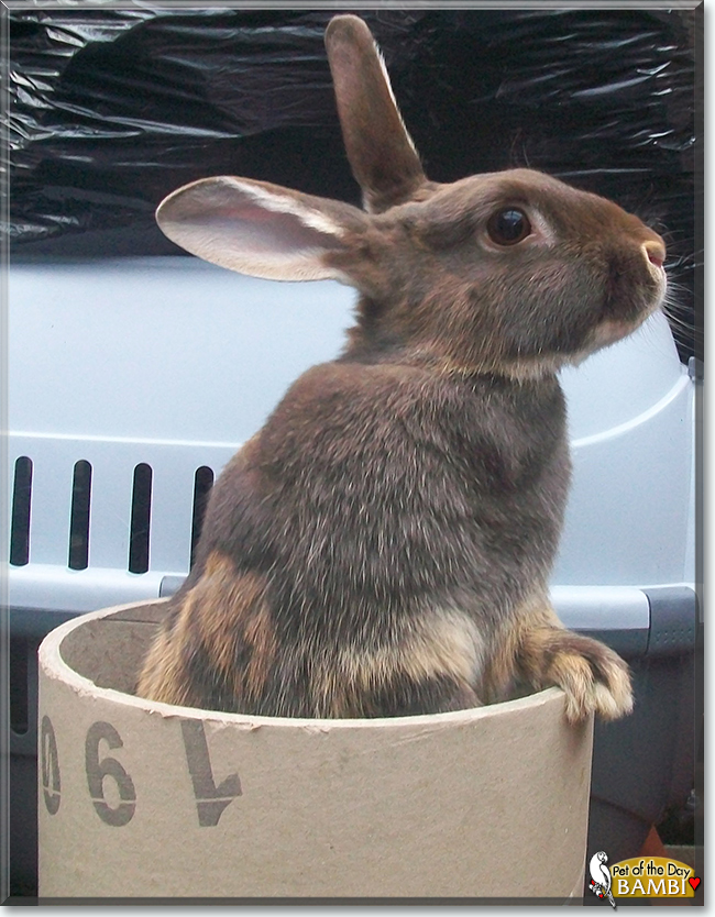 Bambi the Chocolate Otter Rabbit, the Pets of the Day