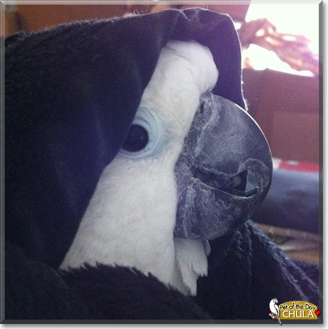 Chula the Umbrella Cockatoo, the Pet of the Day