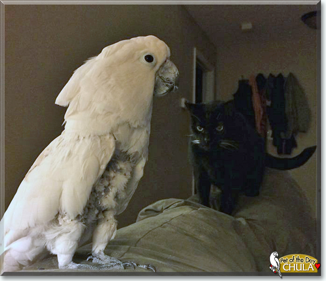 Chula the Umbrella Cockatoo, the Pet of the Day