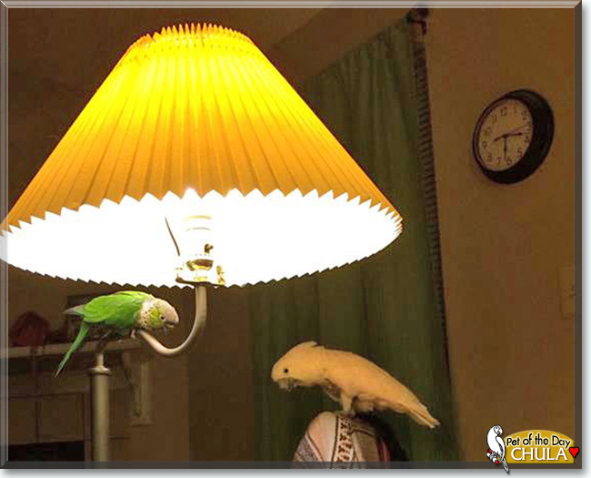 Chula the Umbrella Cockatoo, the Pet of the Day