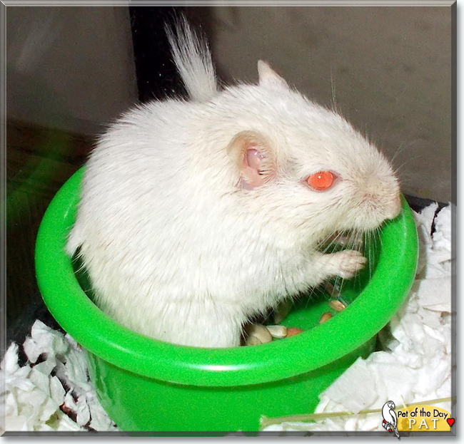 Pat the Gerbil, the Pet of the Day
