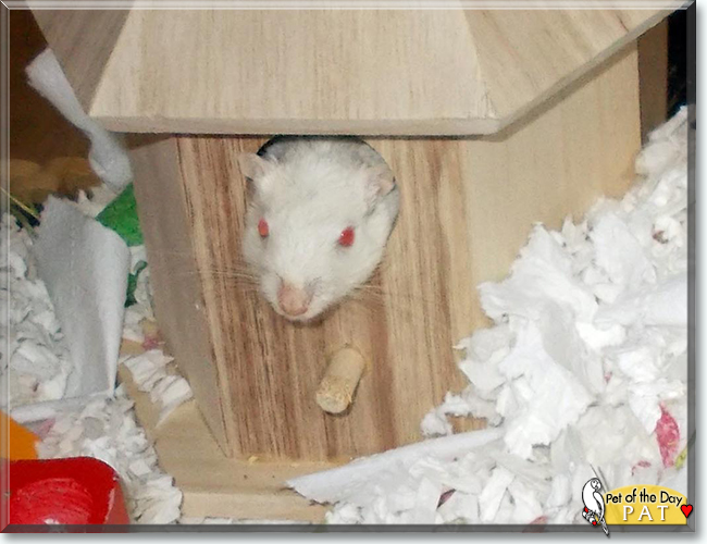 Pat the Gerbil, the Pet of the Day