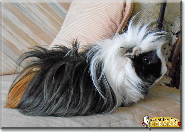 Herman the Peruvian Guinea Pig, the Pet of the Day