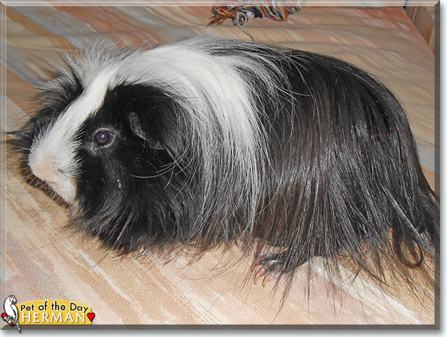 Herman the Peruvian Guinea Pig, the Pet of the Day