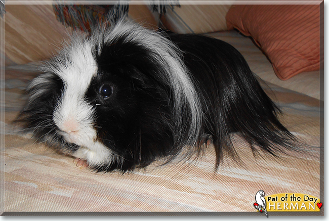 Herman the Peruvian Guinea Pig, the Pet of the Day