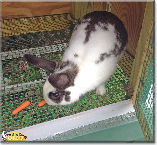 Oreo the English Spot Rabbit, the Pet of the Day