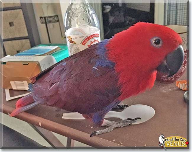 Venus the Solomon Island Eclectus, the Pet of the Day