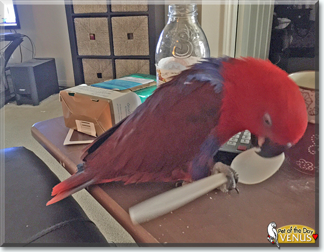 Venus the Solomon Island Eclectus, the Pet of the Day