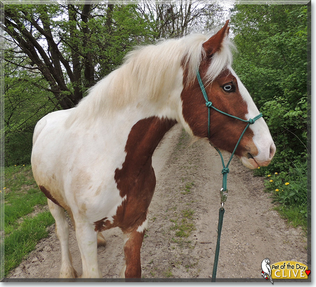 Clive the Gypsy Cob, the Pet of the Day