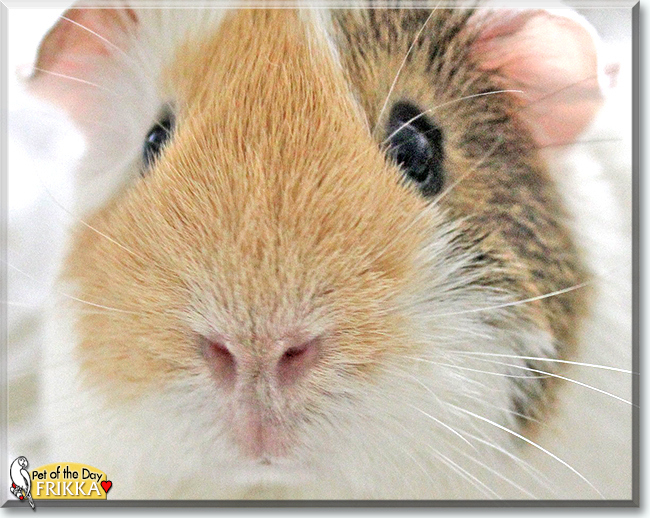 Frikka the Guinea Pig, the Pet of the Day