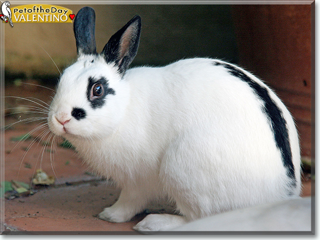 Valentino the Netherland Dwarf Rabbit, the Pet of the Day