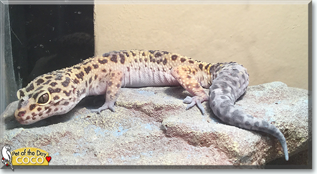 Coco the Leopard Gecko, the Pet of the Day