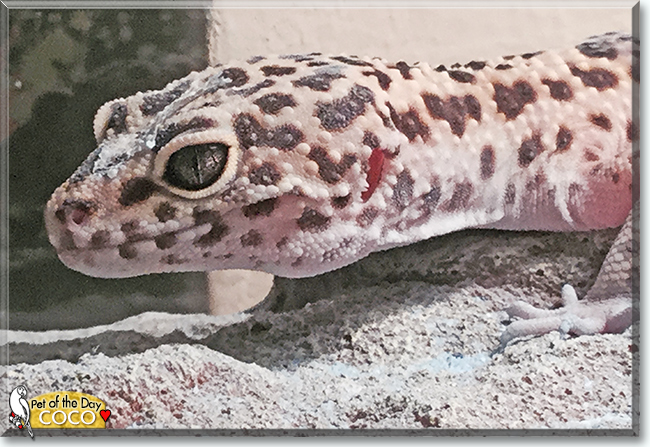 Coco the Leopard Gecko, the Pet of the Day