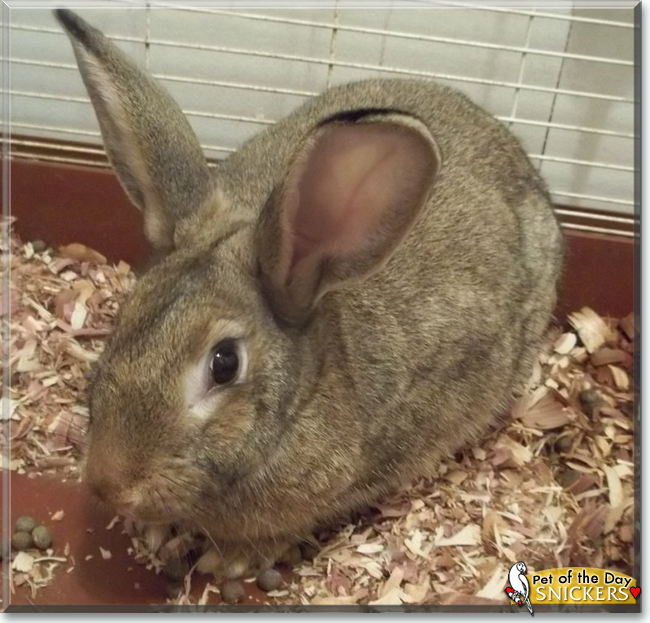 Snickers the Rabbit, the Pet of the Day