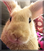 Cookie the Golden Palomino Rabbit