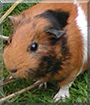 Scampi the Guinea Pig