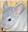 Asterix the Chinchilla
