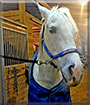 Cruiser the American Quarter Horse