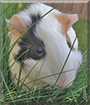 Bibi the Guinea Pig