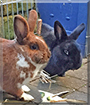 Jack and Lora the Rabbits