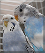 Sissi and Rocky the Budgerigars