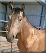 Spirit the Quarter Horse