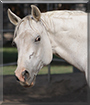 Freddy the American Paint Horse