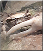 Diddle the Fiddler Crab
