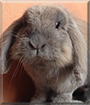 Dragibus the Lop Rabbit