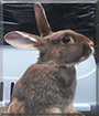 Bambi the Chocolate Otter Rabbit