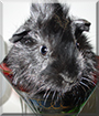 Princess Branwen the Abyssinian Guinea Pig