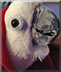 Chula the Umbrella Cockatoo