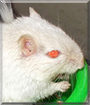 Pat the Gerbil