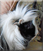 Herman the Peruvian Guinea Pig