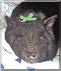 Miss Zoey the Pot-bellied Pig