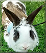 Oreo the English Spot Rabbit