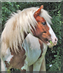 Clive the Gypsy Cob