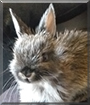 Chichi the Netherland Dwarf Rabbit