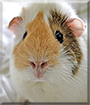 Frikka the Guinea Pig