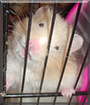 Aidan the Hamster