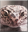 Coco the Leopard Gecko
