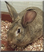 Snickers the Rabbit